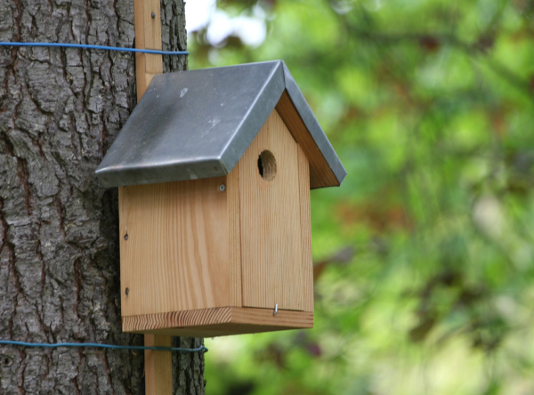Accrochage du nichoir au tronc d'arbre par encerclement © Nicolas Macaire / LPO